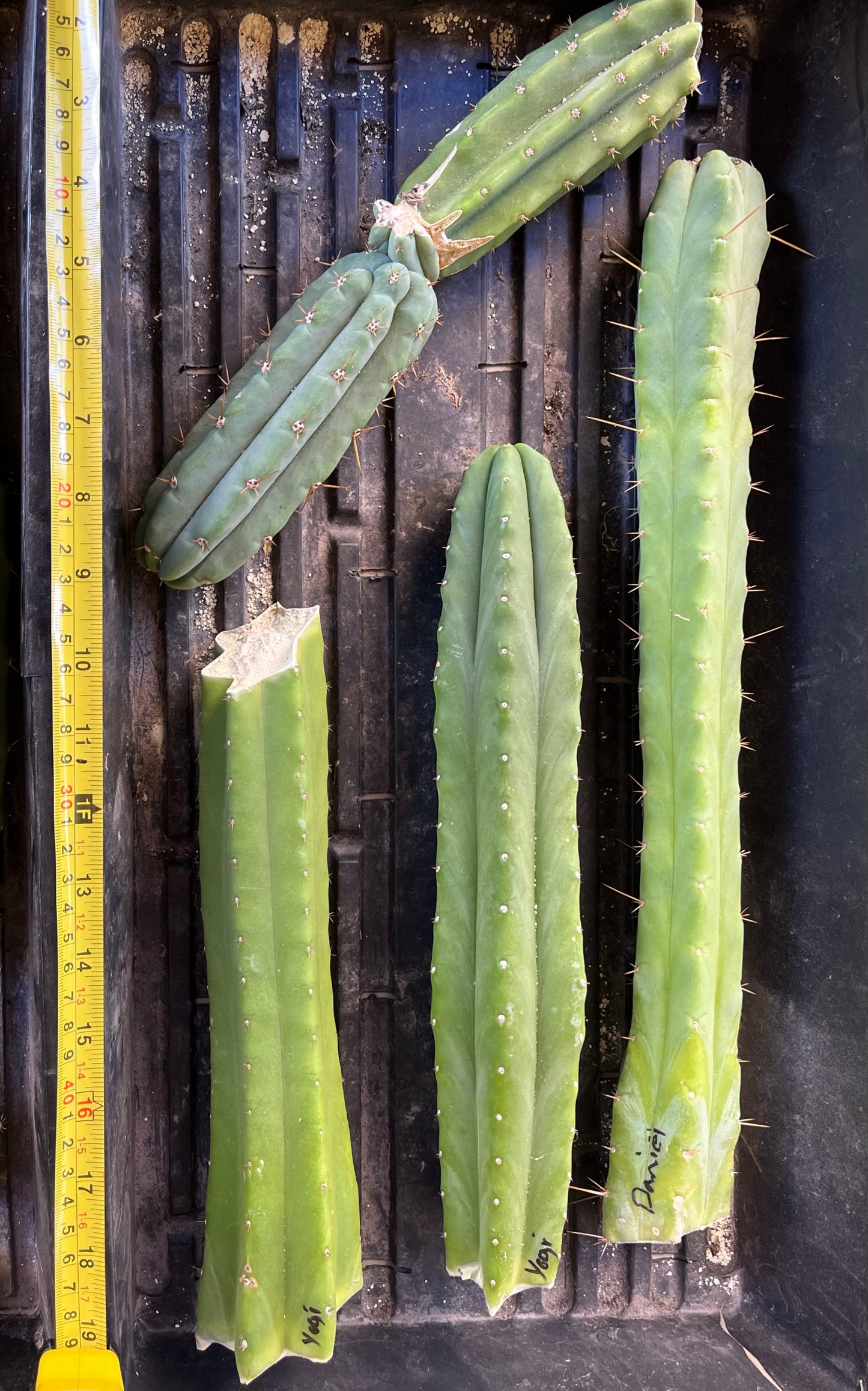 Bridgesii "Daniel"