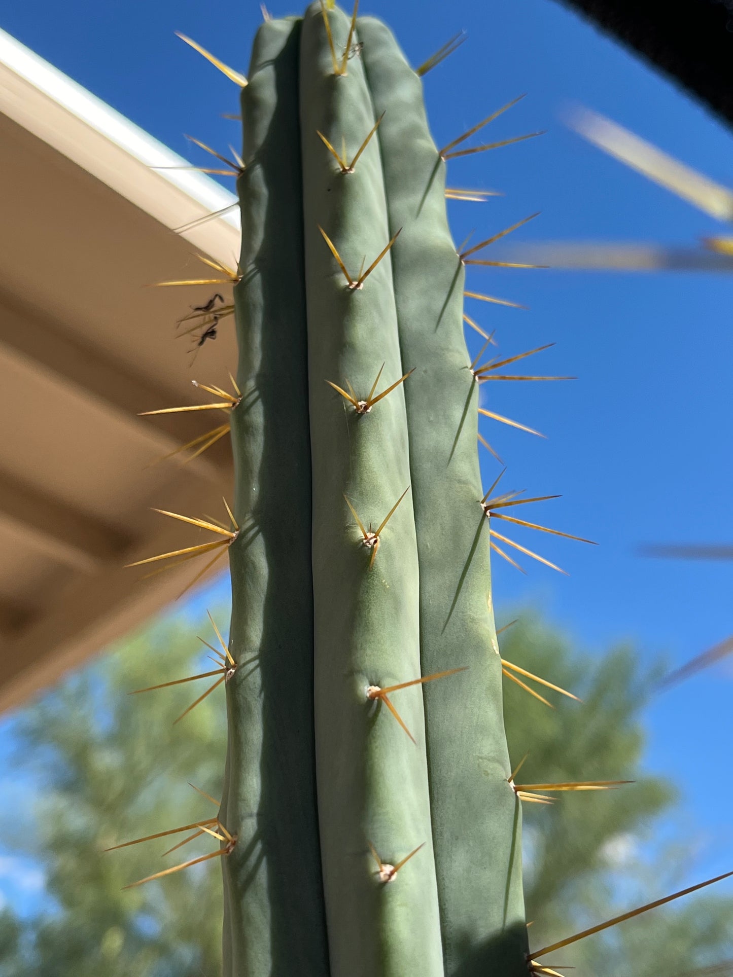 Bridgesii "Wizard" Tip cut
