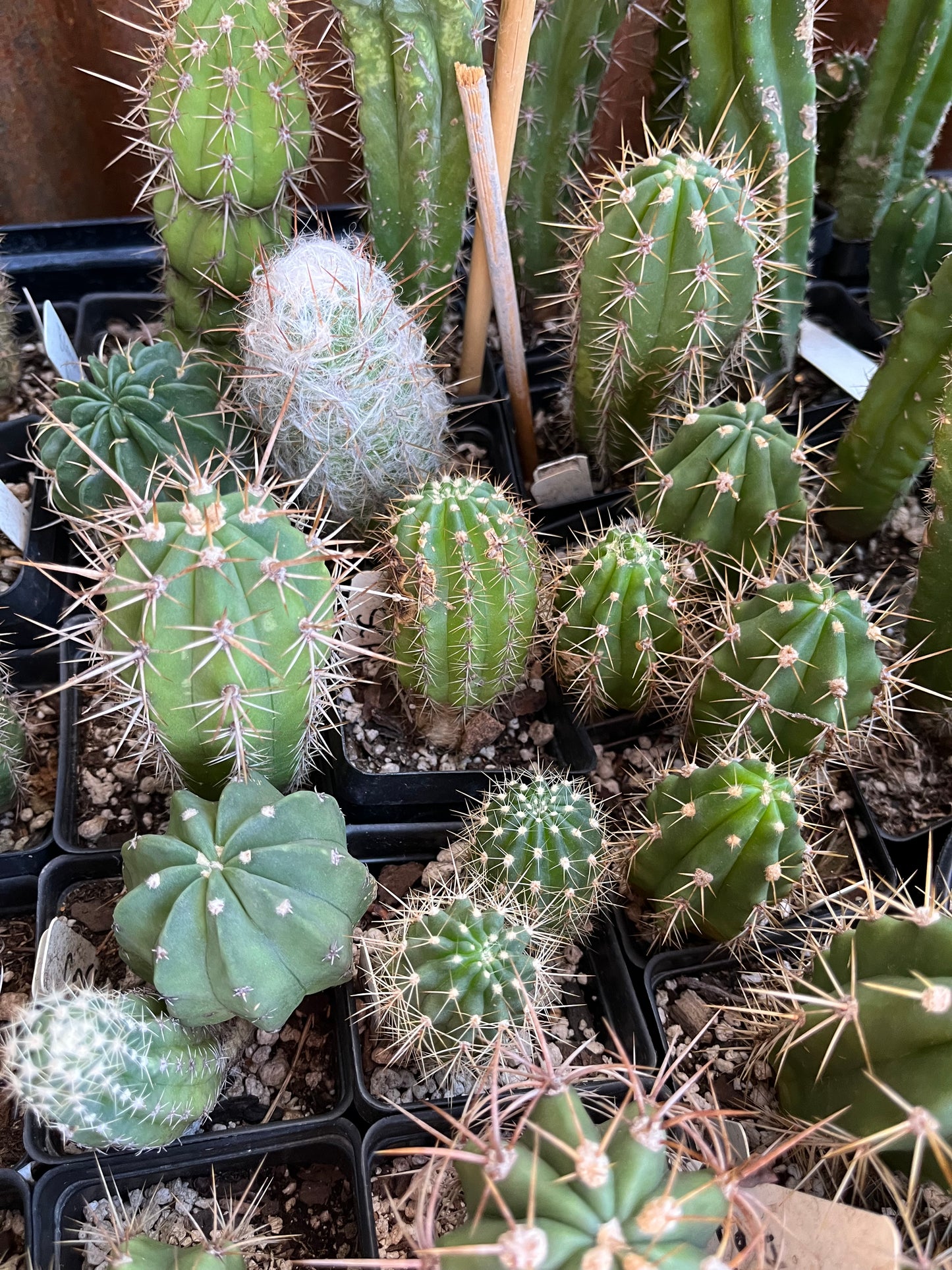 Mixed Seedling Box