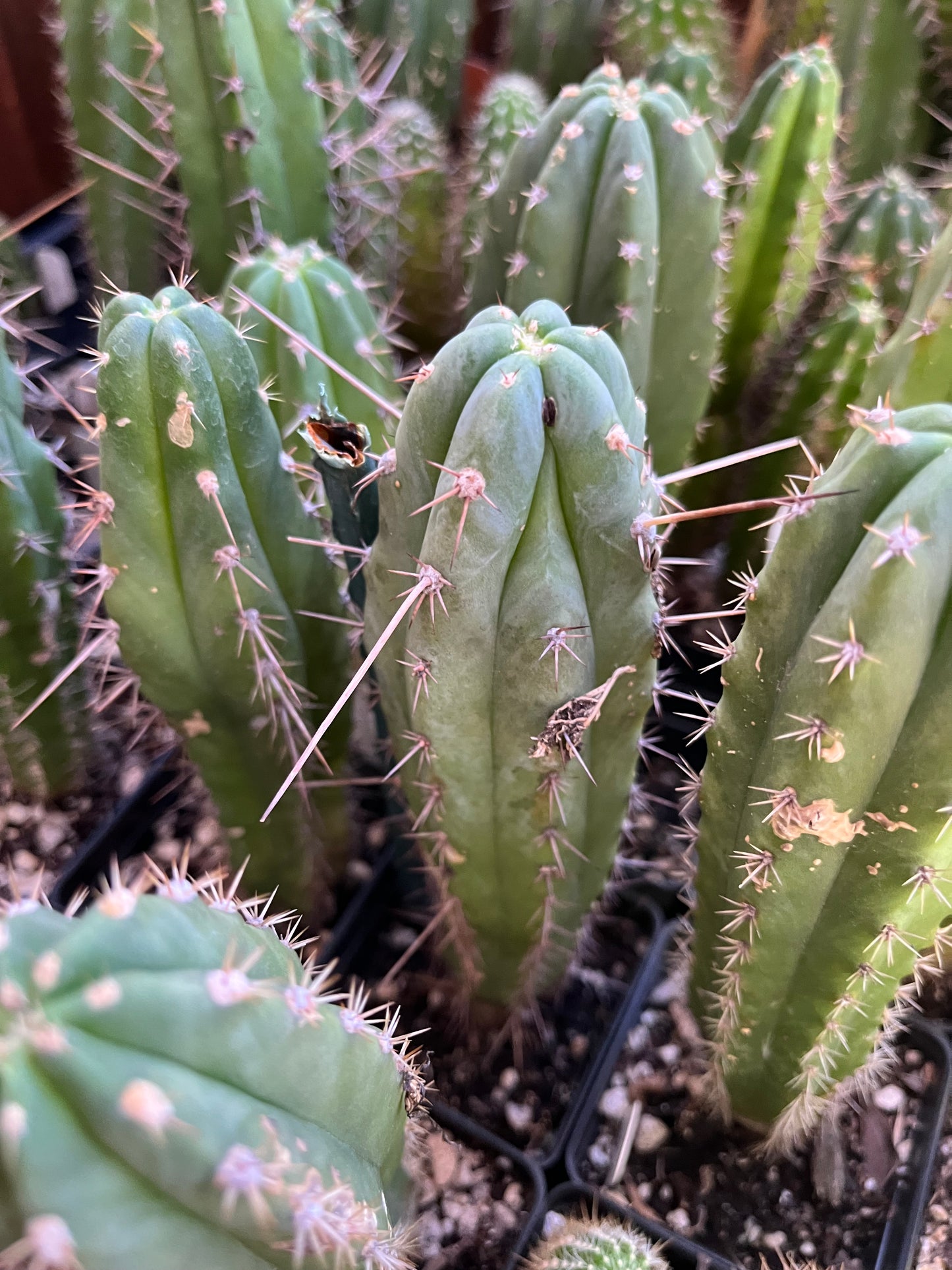 Mixed Seedling Box