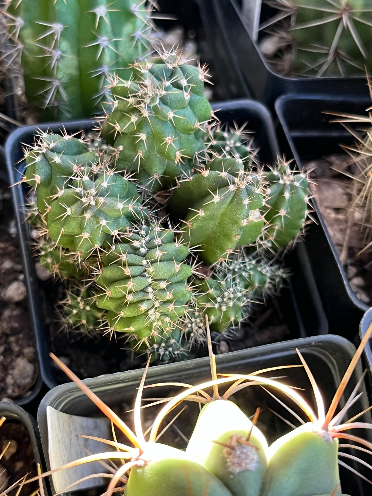Mixed Seedling Box