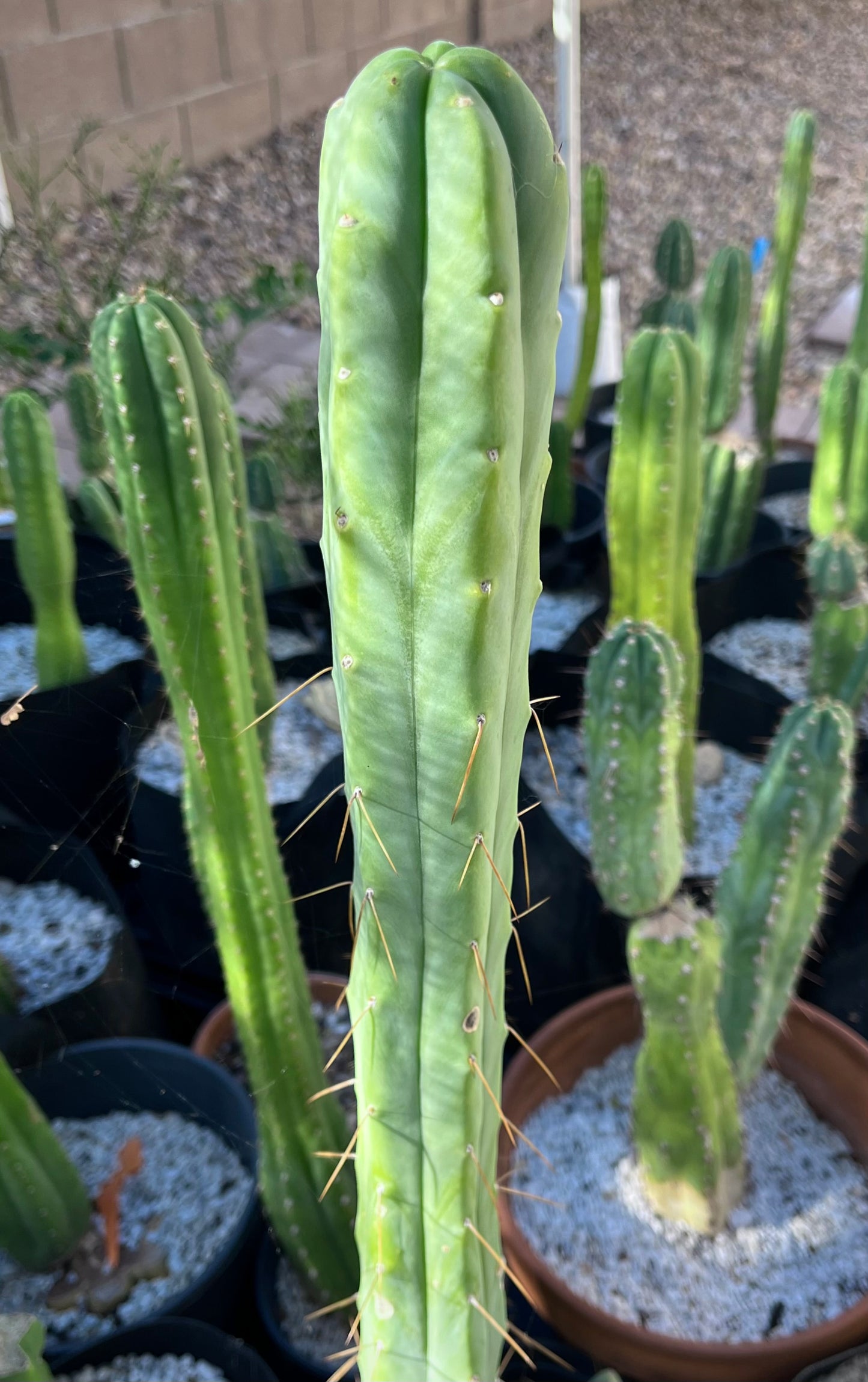 Bridgesii "Lee"