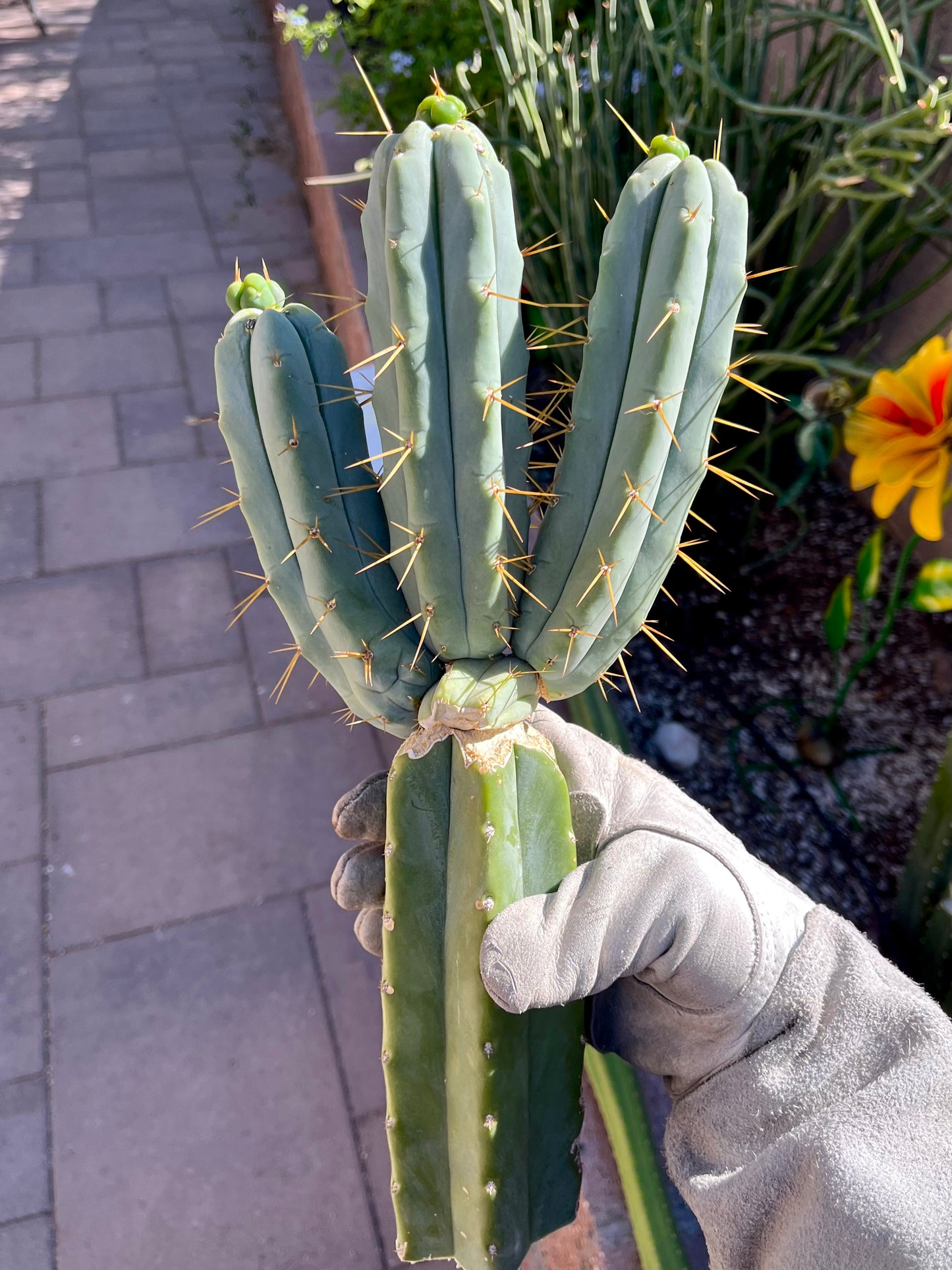 Bridgesii "Wizard" triple headed graft