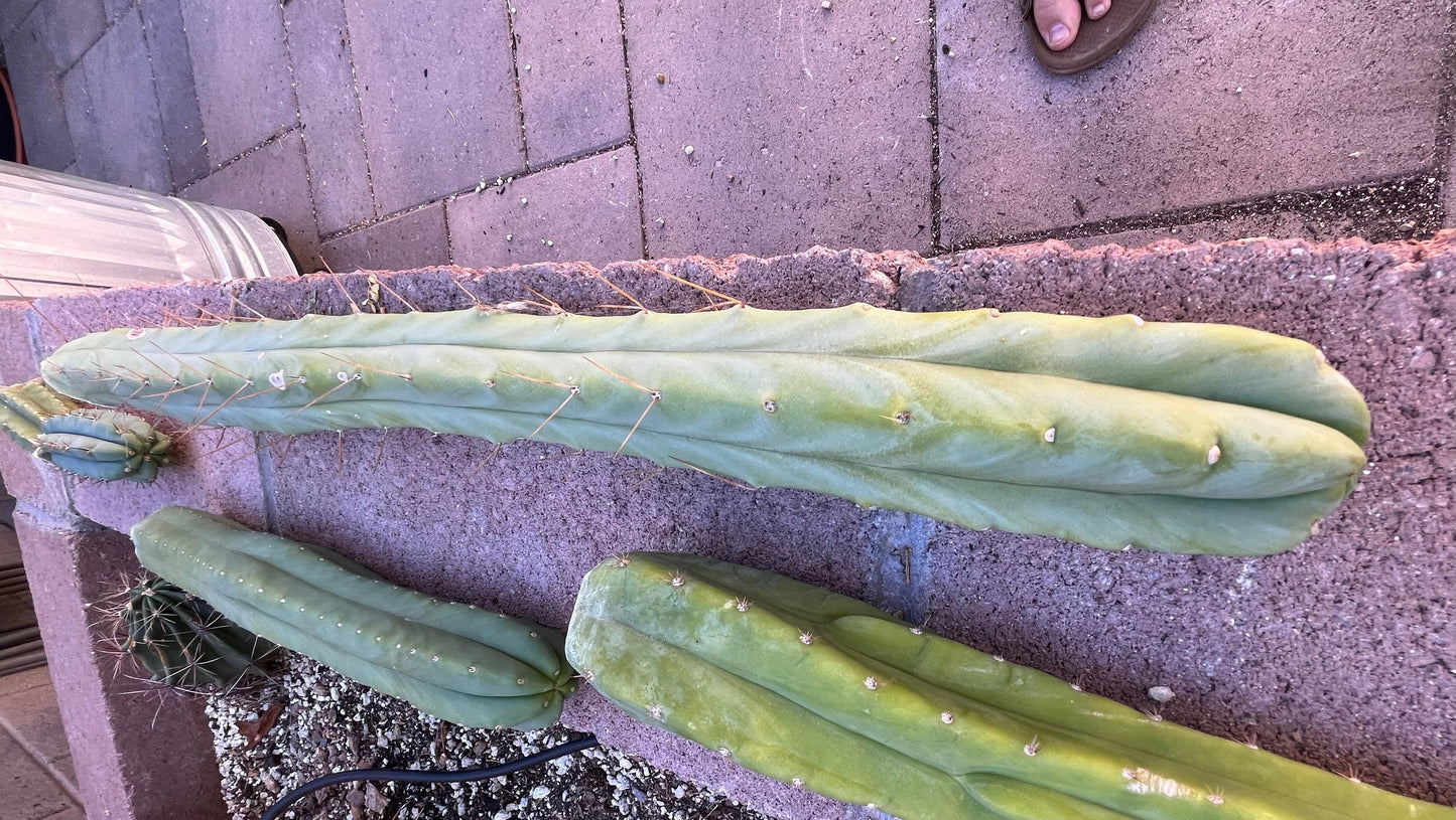 Bridgesii "Lee"