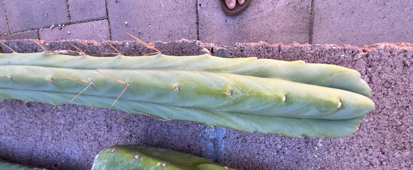Bridgesii "Lee"