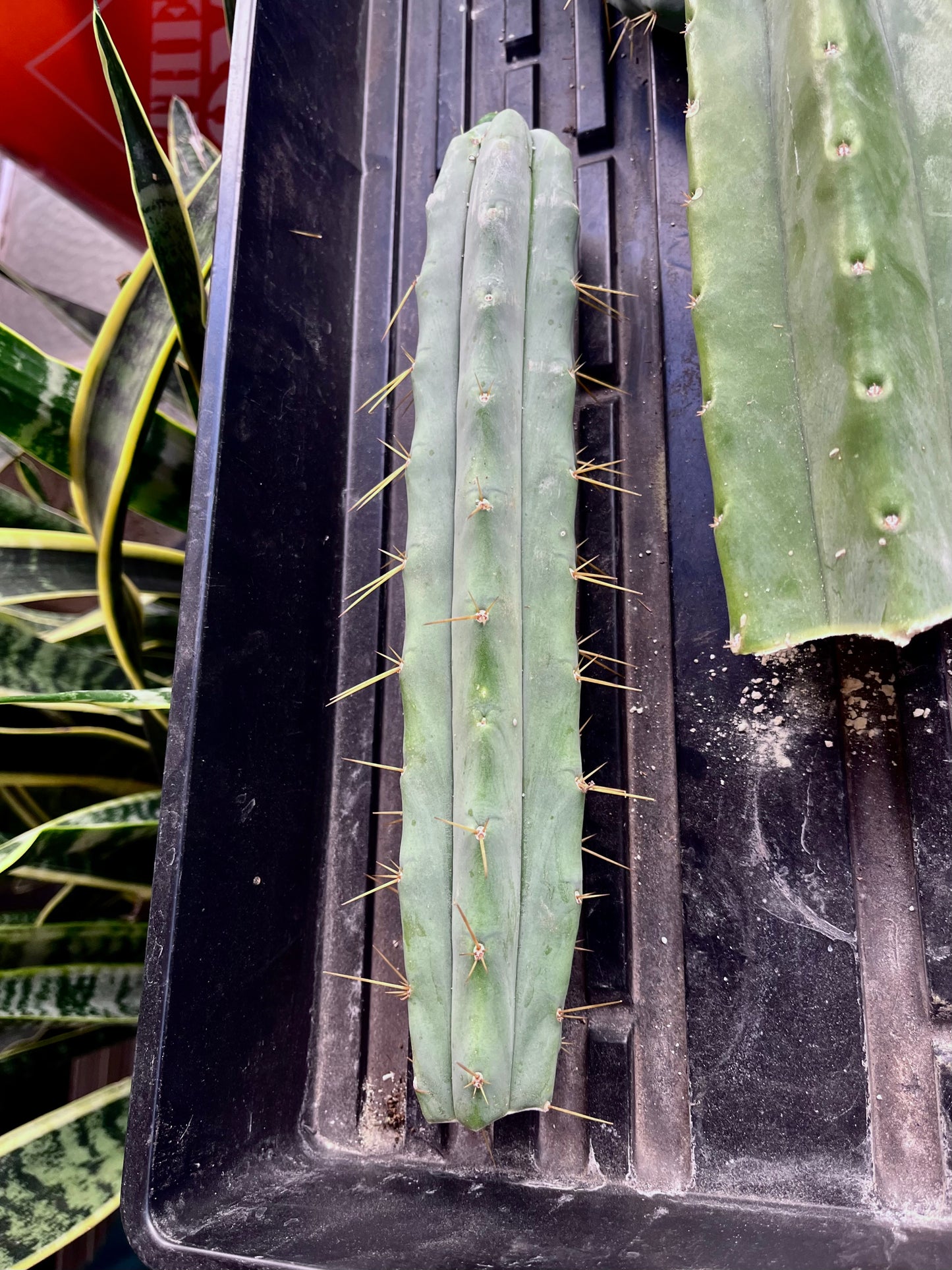 Bridgesii "Wizard" Tip cut
