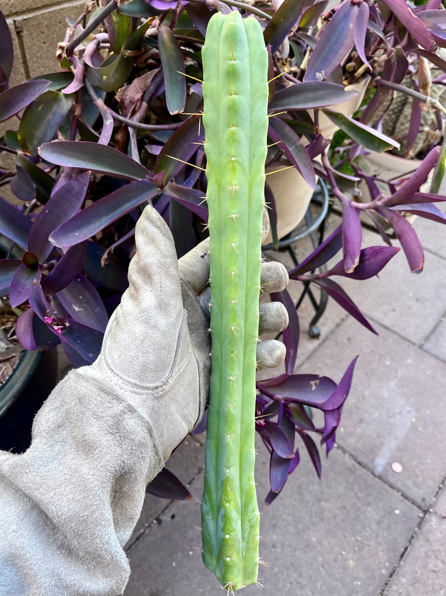 Bridgesii "Daniel"