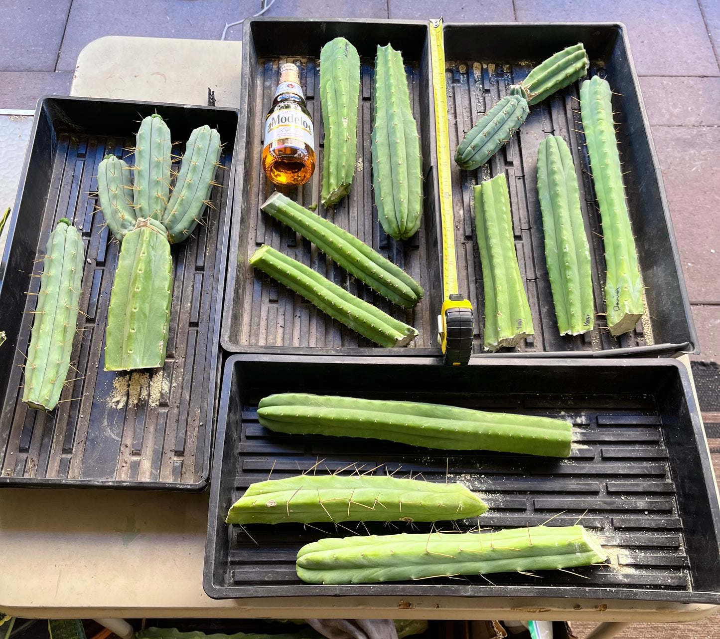 Bridgesii "Wizard" triple headed graft