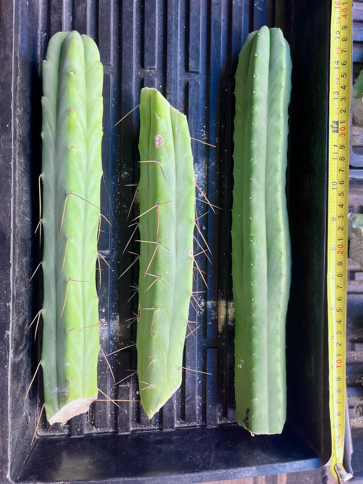 Bridgesii "Lee"