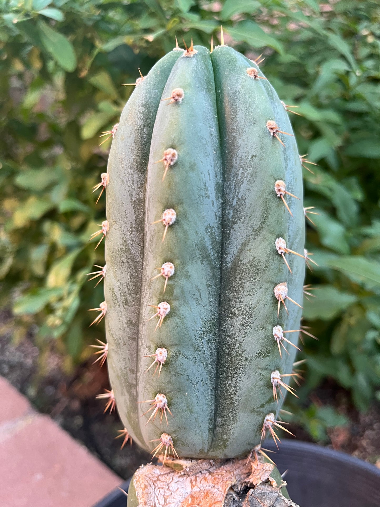 “Coyote” Large rooted cactus