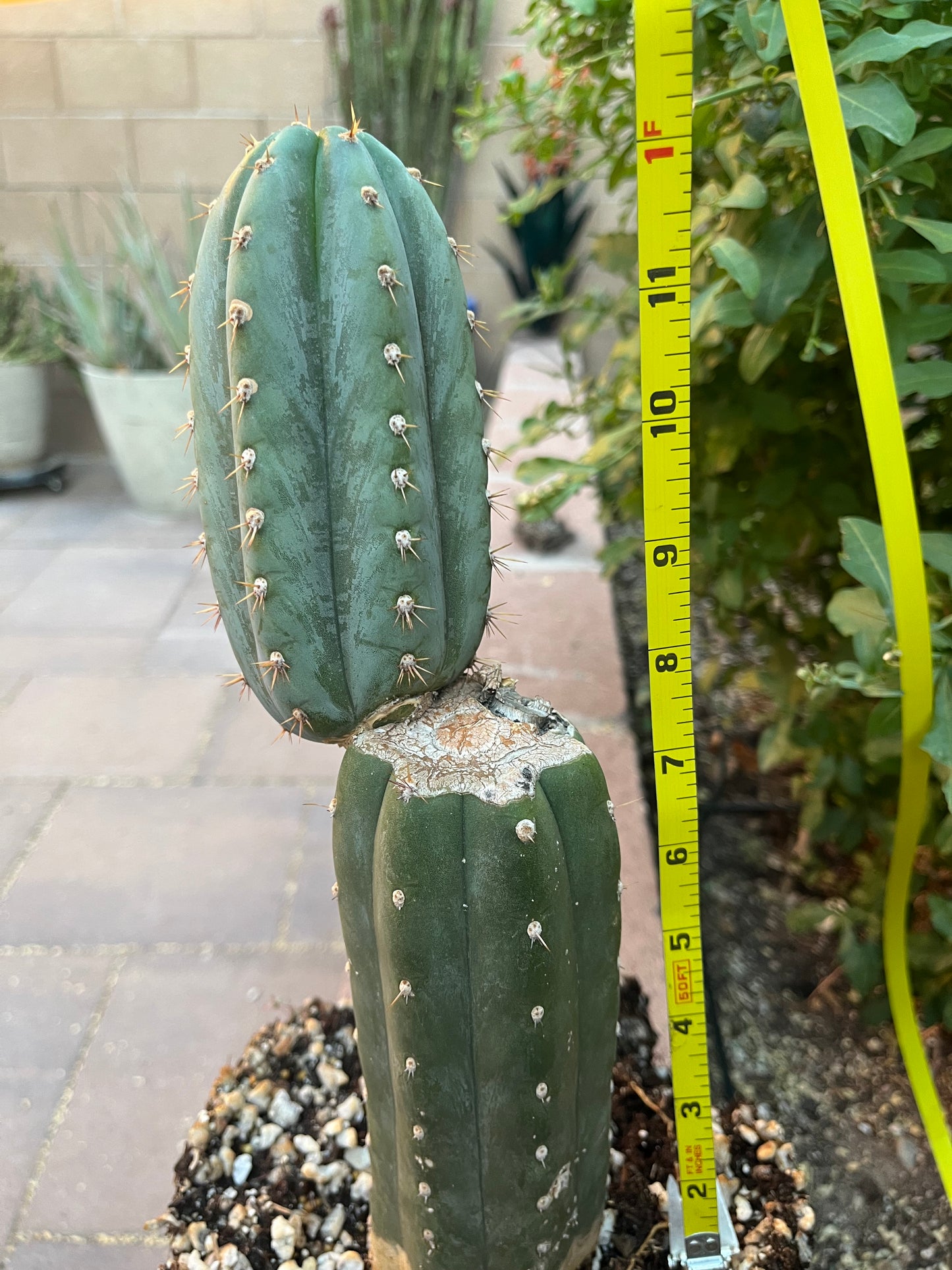 “Coyote” Large rooted cactus