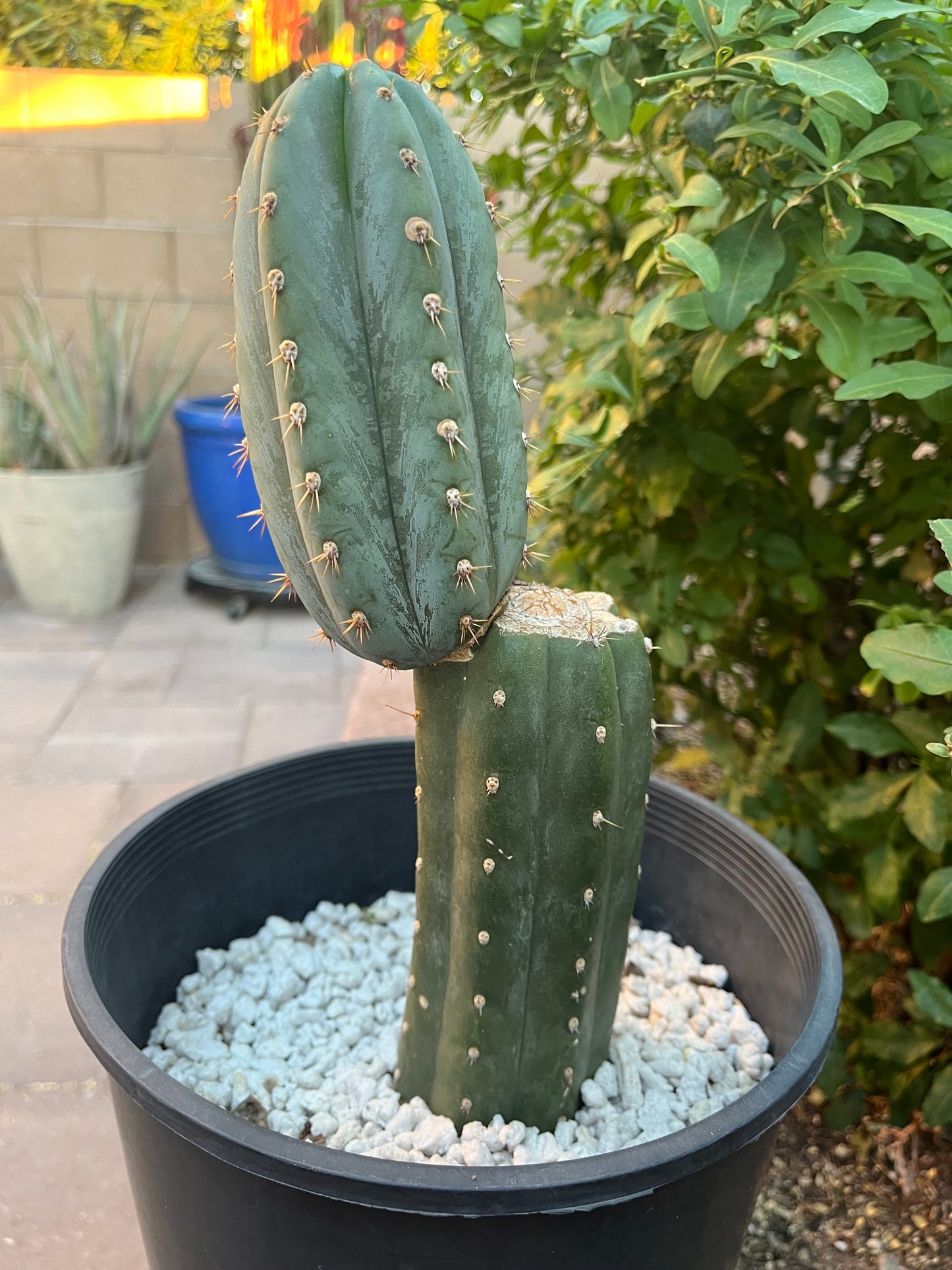 “Coyote” Large rooted cactus