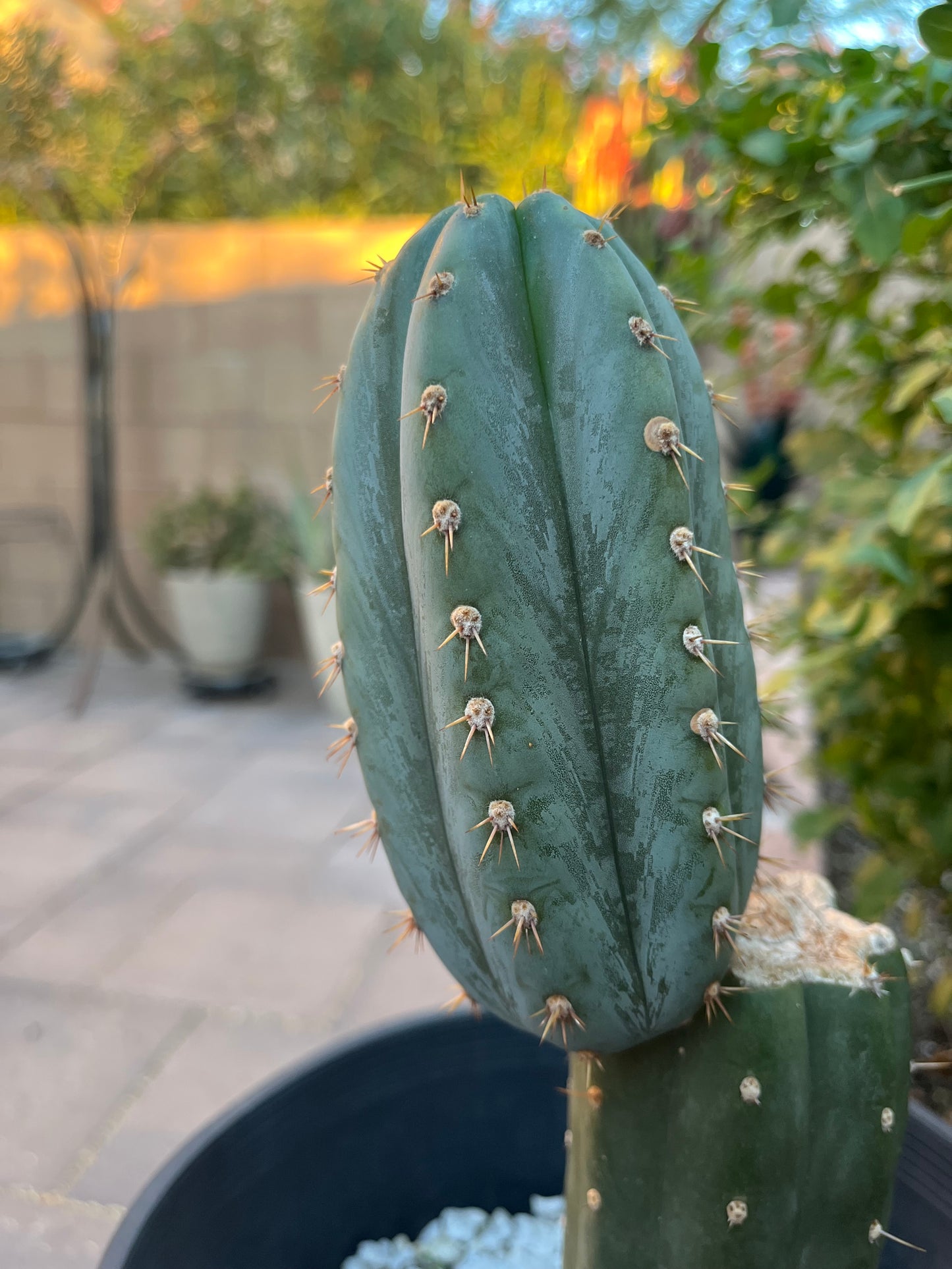 “Coyote” Large rooted cactus