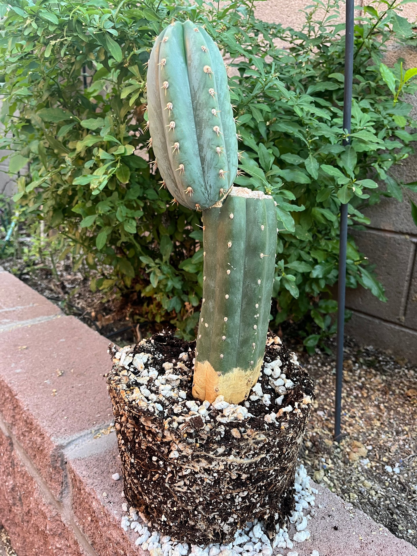 “Coyote” Large rooted cactus