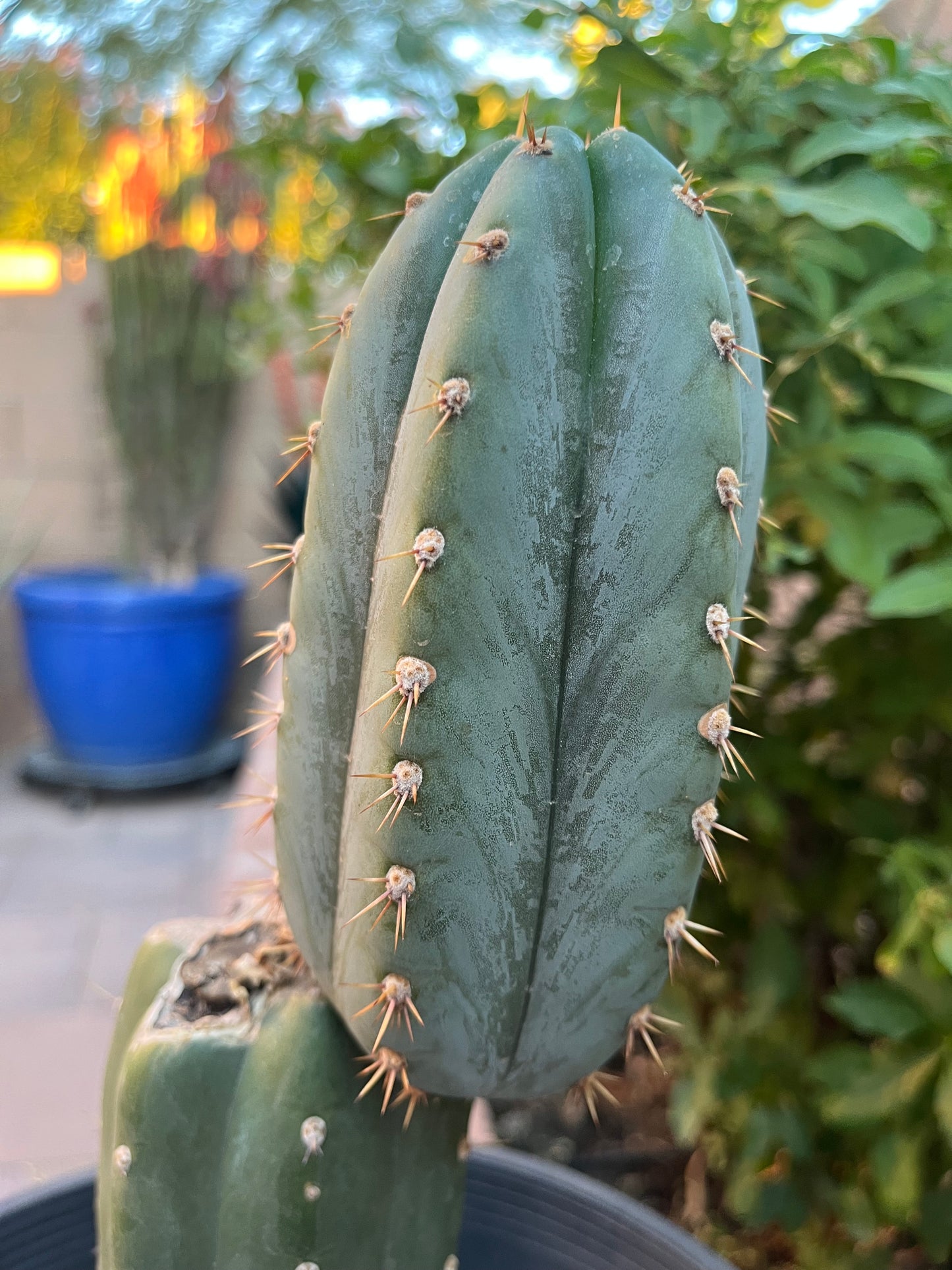 “Coyote” Large rooted cactus