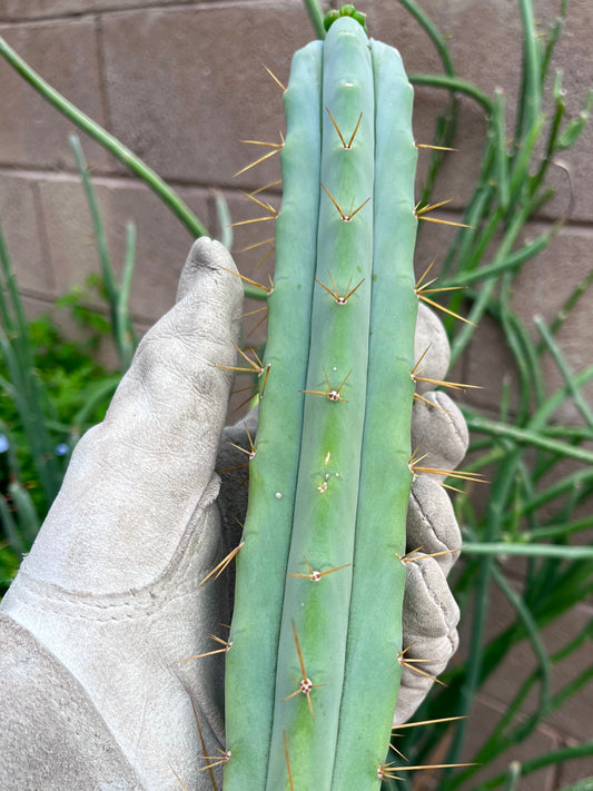 Bridgesii "Wizard" Tip cut