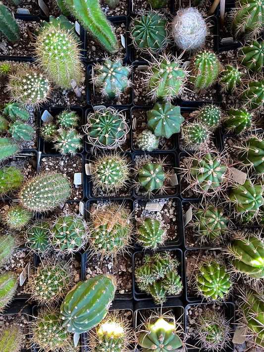 Mixed Seedling Box