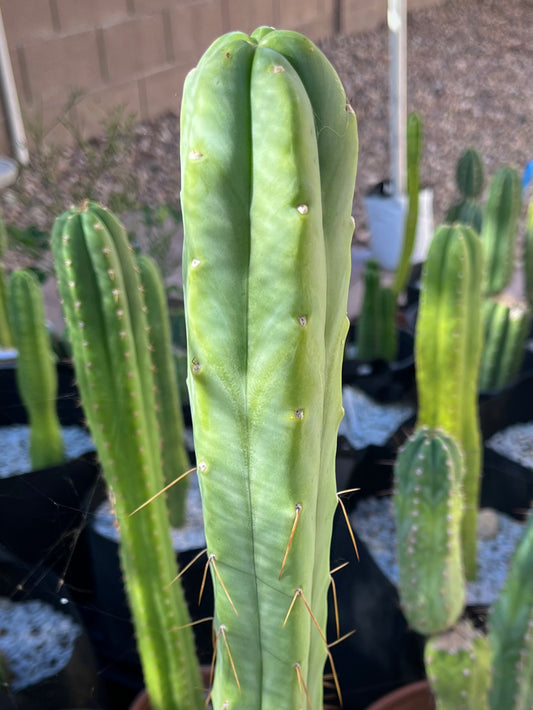 Bridgesii "Lee"