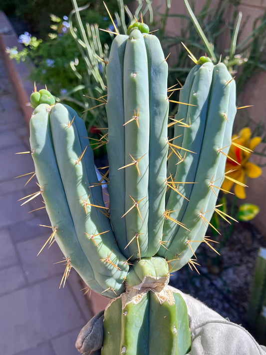 Bridgesii "Wizard" triple headed graft