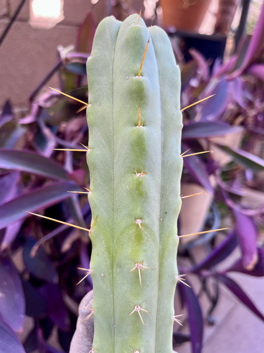 Bridgesii "Daniel"